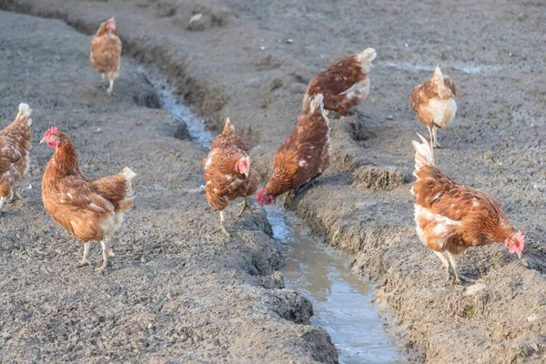 Brown chickens live outdoors at bio poultry farm dirt mud. Rural agriculture scene with free happy hens outdoor. Ecological animal farming and self sufficiency by sustainable fowl livestock.
