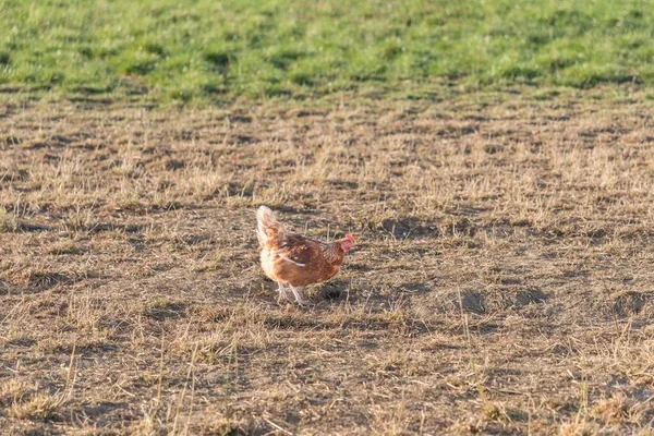 ブラウンチキンは バイオ養鶏場の芝生の牧草地で屋外に住んでいます 屋外で無料で幸せな農村農業シーン 持続可能な鳥の家畜による生態系の動物飼育と自給率 — ストック写真
