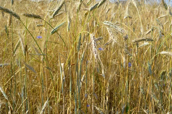 Roggenfeld Unter Der Heißen Sommersonne — Stockfoto