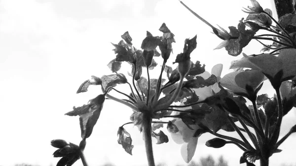 Цветок черно-белый на белом фоне — стоковое фото