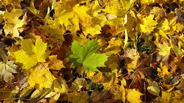 Achtergrond groep herfst oranje gele bladeren buiten — Stockfoto