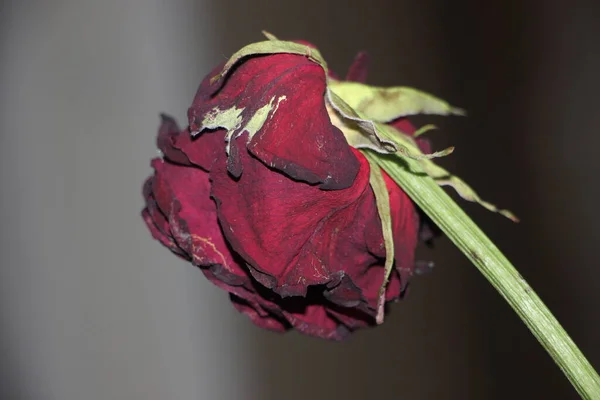 Rose Pâle Rouge Foncé Sur Fond Noir — Photo
