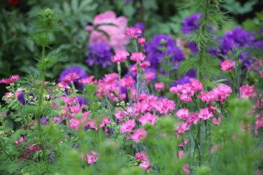Renkli yumuşak ışık arka planında güzel mor bahar çiçeği çayırı.