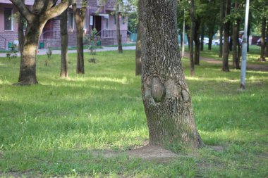 Önünde yaşlı meşe ağacı olan puslu, yaprak döken genç bir adam. Avrupa yaz doğası