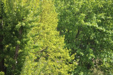 Yeşil yaz ormanlarındaki güneş ışığı.