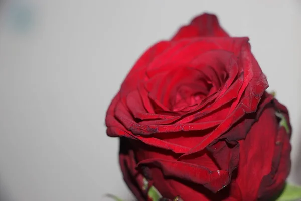 Işık Arka Planında Güzel Kırmızı Bir Gül Romantik Konsept — Stok fotoğraf