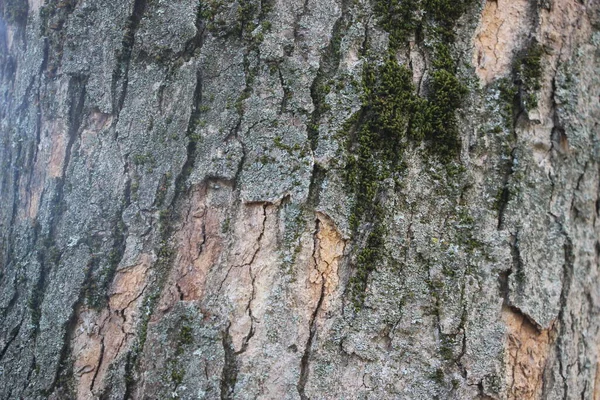 산등성이 나무껍질 — 스톡 사진