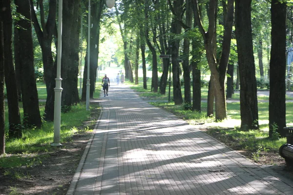 Hermoso Callejón Abedul Verde Paisaje Verano — Foto de Stock