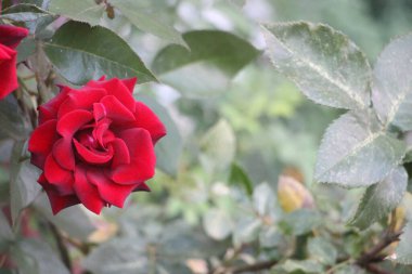 Bahçedeki şubede kırmızı gül. Seçici odak.