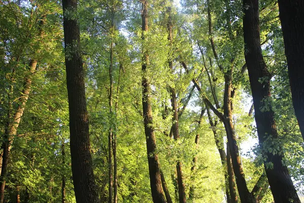 Όμορφο Καταπράσινο Δάσος Ζεστό Καλοκαιρινό Βράδυ Μαλακό Φως Βράδυ — Φωτογραφία Αρχείου