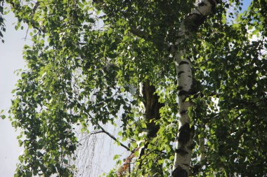 Yaz mevsiminde huş ağacının dallarında yeşil yapraklar.