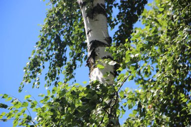 Mavi gökyüzünün altında huş yaprağı ve huş ağacı gövdesi.
