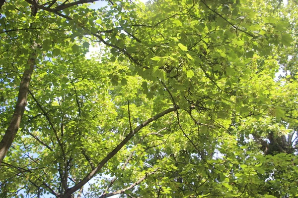 Zelené Listy Pod Letním Sluncem Pozadí Konceptu Přírody — Stock fotografie