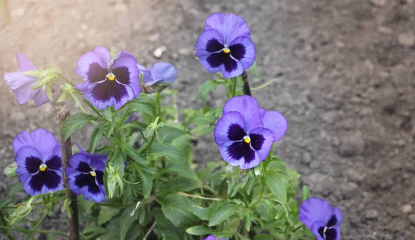 Purple Pansies Shallow Depth Field Soft Light — Stock Photo, Image