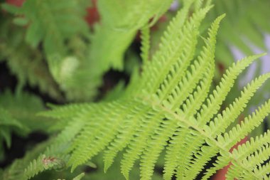 Eğreltiotu yeşil yapraklı, seçici odaklı. Güzel Avrupa yaz doğa kavramı.