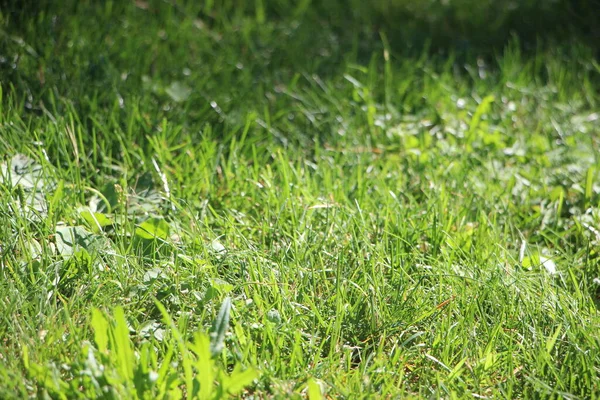 Green Grass Sun Summer Nature — Stock Photo, Image