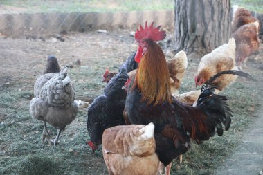 Horoz ve tavuklar bahçede. Seçici odak.