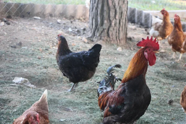 Πουλί Και Κότες Στην Αυλή Της Εξοχής Γεωπονική Έννοια — Φωτογραφία Αρχείου