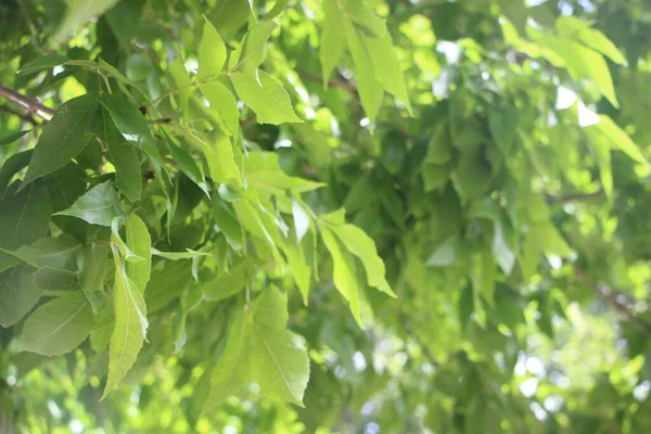 绿色叶背 夏天的自然概念 — 图库照片