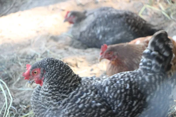 Three Hens Farm Yard Soft Ligh Selective Focus — Stock Photo, Image