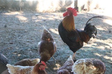 Çiftlik bahçesinde horoz ve tavuk. Seçici odak.