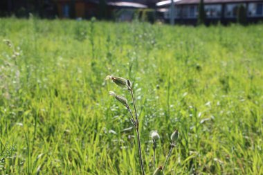 Güneşli yaz günlerinde yeşil çimenler.