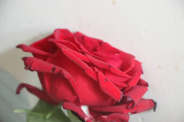 Красная Роза Крупный План Светлом Фоне Пустым Копирайтом Текста — стоковое фото