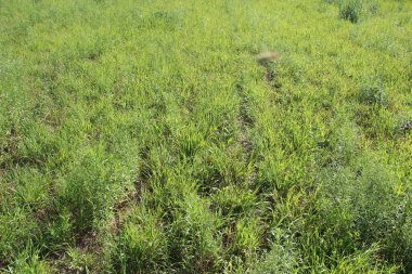 Güneşli yaz günlerinde yeşil çimenler.