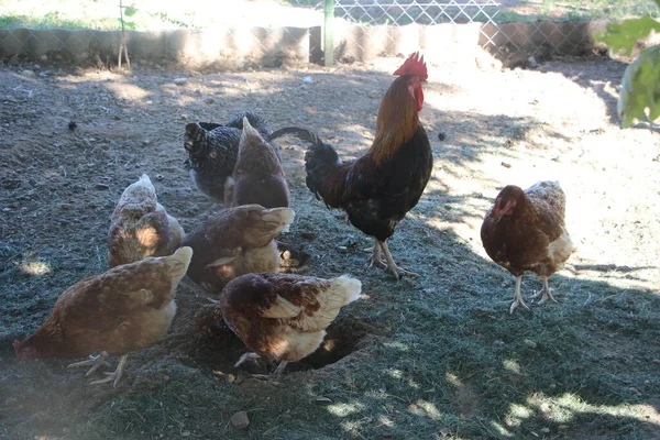 Rooster Chickens Volný Výběh Péro Slepice — Stock fotografie