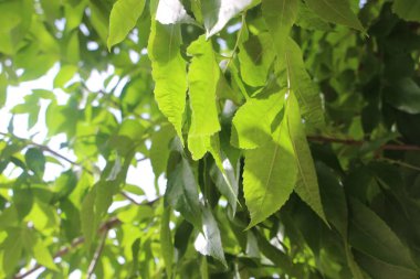 Genç yeşil kayın yaprakları bir arka plan olarak.