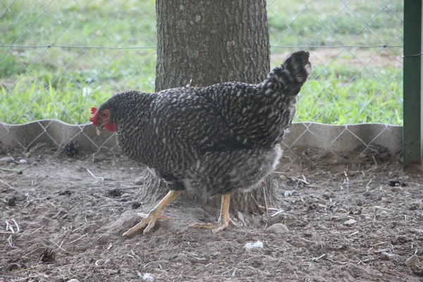 Black hen in the country yard. Selective focus. Farm concept.