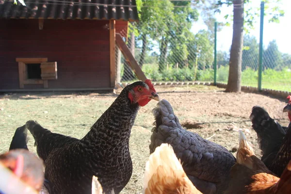 Brown and grey hens in country yard. Agriculture concept.