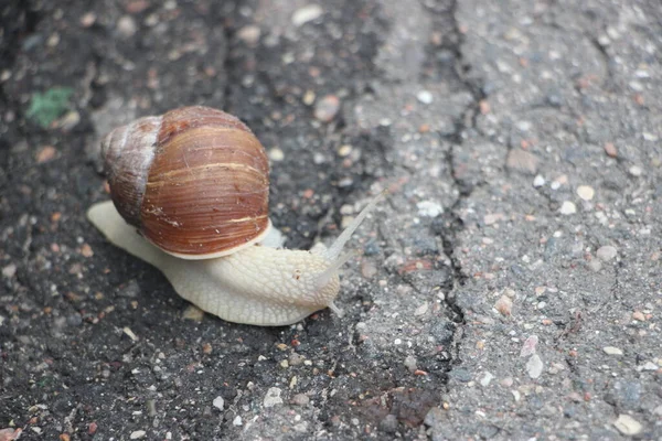 Helix Pomatia Uma Espécie Gastrópode Família Helicidae Pertencente Família Helicidae — Fotografia de Stock