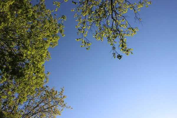 Primavera Árvores Galhos Com Folhas Jovens Fundo Céu Azul — Fotografia de Stock
