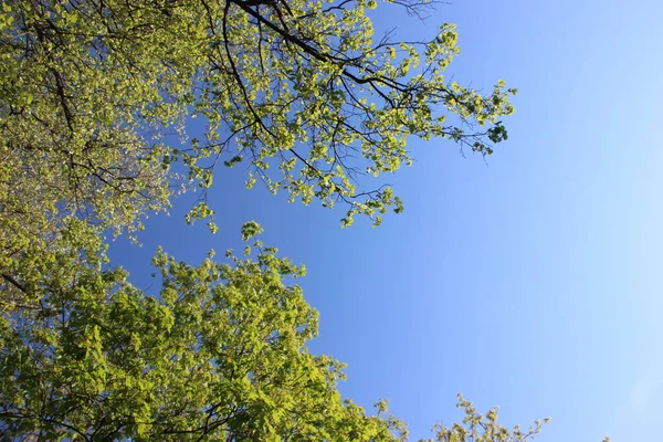 Frühling Bäume Zweige Mit Jungen Blättern Und Blauem Himmel Hintergrund — Stockfoto