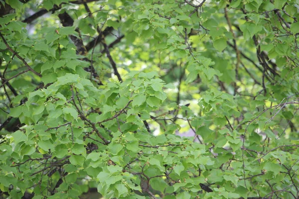 Vidoeiro Ramos Árvore Luz Sol Pela Manhã Natureza Conceito Ecológico — Fotografia de Stock