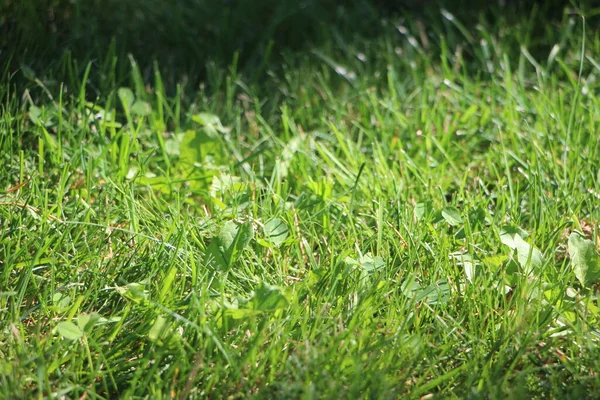 Green Grass Sun Summer Nature — Stock Photo, Image