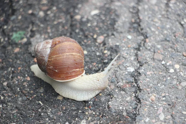 Helix Pomatia Também Caracol Romano Caracol Borgonha Caracol Comestível Escargot — Fotografia de Stock