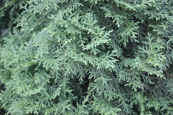 Evergreen Green Tuya Texture Christmas Background — Stock Photo, Image