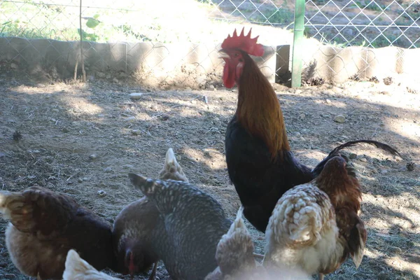 Coq Poule Dans Cour Ferme Concentration Sélective — Photo