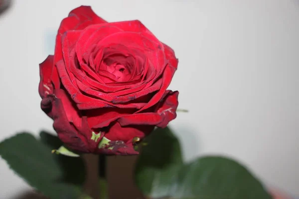 Açık Gri Arkaplanda Izole Edilmiş Güzel Kırmızı Bir Gül Çiçekler — Stok fotoğraf