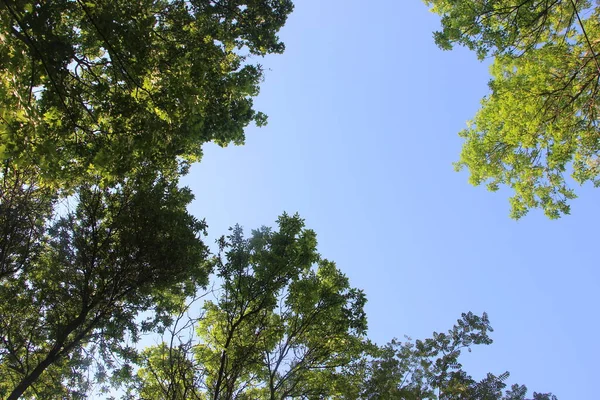 Gröna Trädblad Och Sol Blå Himmel Europeisk Natur Sommaren — Stockfoto