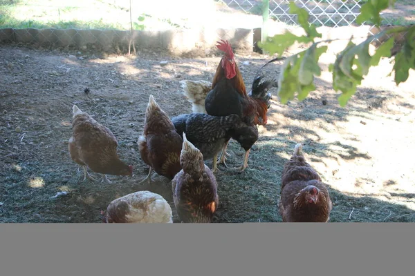 Cock Hen Thefarm Yard Selective Focus — Stock Photo, Image