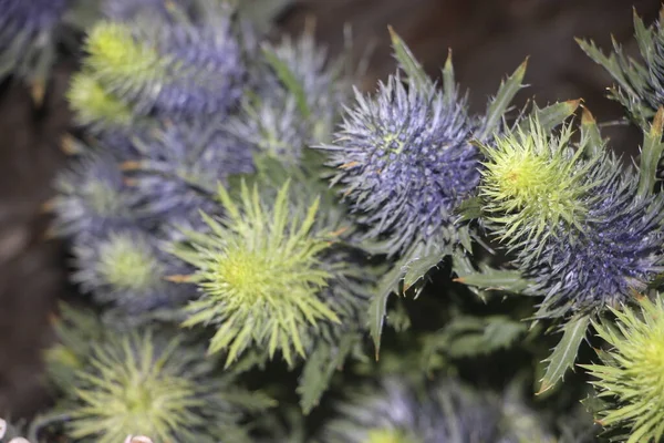 Globe Thistle Its Spiky Head Flower Echinops Banaticus Colorful Spiky — Stock Photo, Image