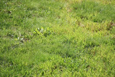 Yeşil çimen arka plan dokusu. Tasarım elementi. Doğa konsepti