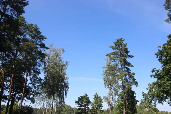 Yeşil Ağaçlar Orman Mavisi Gökyüzünün Tepesinde Avrupa Yaz Doğası Geçmişi — Stok fotoğraf