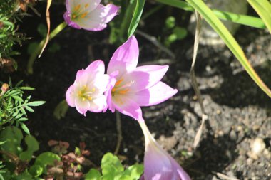 Leylak Crokus çiçekleri erken dalgalanıyor. İlk açan bahar çiçekleri.