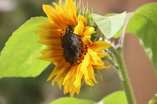 Sunflower in the garden. closeup photo with selective focus. Sunflowers have abundant health benefits. Sunflower oil improves skin health and promote cell regeneration.