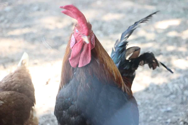 Red Rooster. Cock, Rooster Red rooster in country yard selective focus — Stock Photo, Image