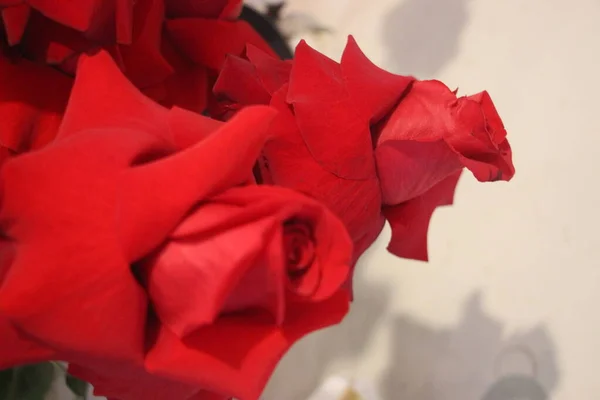Большие красные розы в расцвете сил — стоковое фото